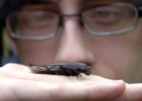 Is this the biggest beetle in Doncaster? | No Such Thing As The News | Scoop.it