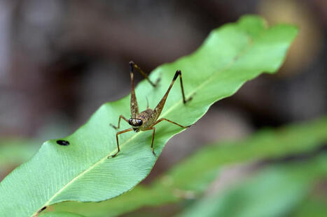 Dans la jungle de Born&eacute;o, la qu&ecirc;te d&rsquo;insectes inconnus&nbsp;: &laquo;&nbsp;Je pense avoir trouv&eacute; un truc dingue&nbsp;&raquo; | EntomoNews | Scoop.it
