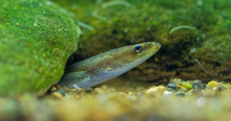 Dans la famille biodiversité ordinaire, protégeons l'anguille d'Europe | Histoires Naturelles | Scoop.it