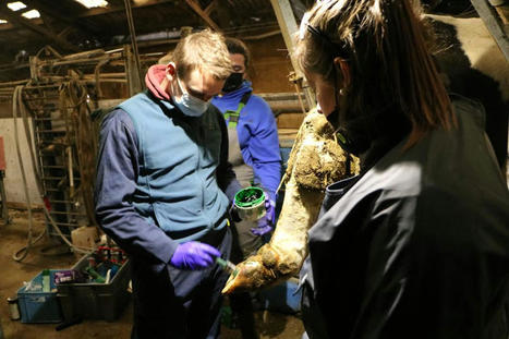 CS lait : une semaine santé animale avec le GDS | Agricampus Laval | Scoop.it