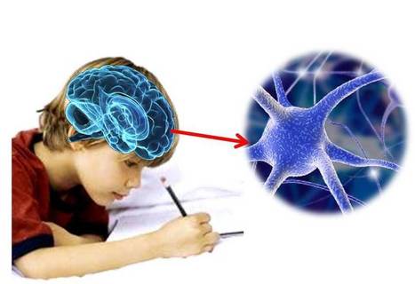 Sistema neuroescritural: El cerebro y la escritura | REDEM | Aprendiendo a Distancia | Scoop.it
