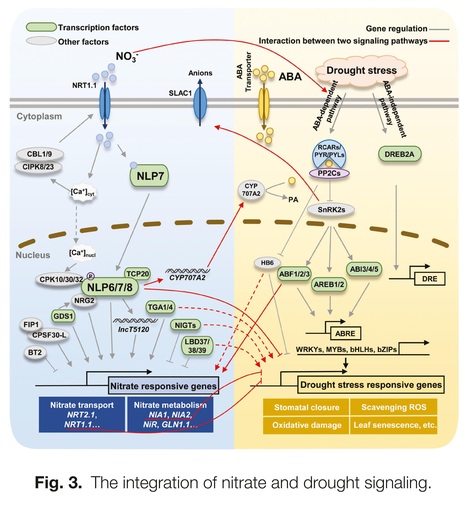 Integration of nitrate and abscisic acid signaling in plants - Review Journal of Experimental Botany | Plant hormones (Literature sources on phytohormones and plant signalling) | Scoop.it