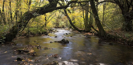 La rivière qui cache la forêt ? L’importance de protéger les ripisylves, précieuses face aux changements globaux | Les Colocs du jardin | Scoop.it