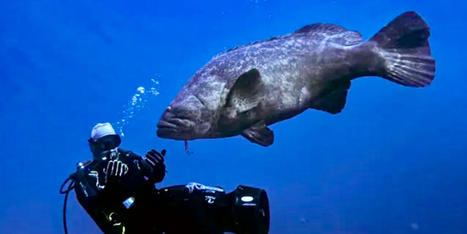 Huge groupers, the joy of Florida divers, are now 'vulnerable' - Raw Story | Agents of Behemoth | Scoop.it