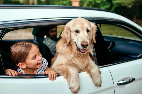 Pet Friendly Pest Control Advice for Traveling | Fashion & Lifestyle | Scoop.it