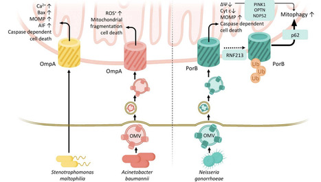 From Gatekeepers to Mitochondrial Mischief: How Bacterial Outer Membrane Proteins Crash the Host Cell Party | fems rev | RMH | Scoop.it