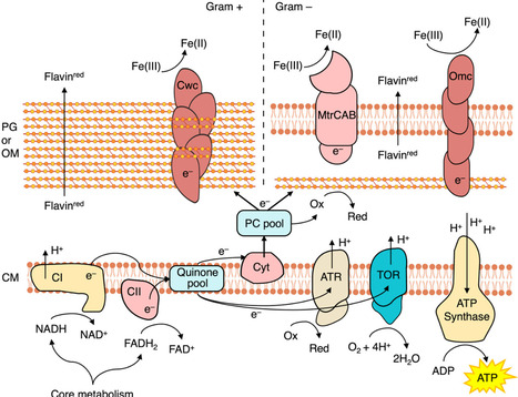 Breathing both ways: simultaneous aerobic&ndash;anaerobic respiration in microbes | tin | RMH | Scoop.it