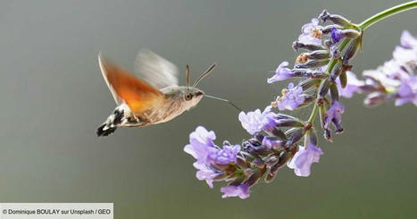 Les papillons de nuit sont des pollinisateurs encore plus efficaces que les abeilles, montre une étude | Biodiversité | Scoop.it