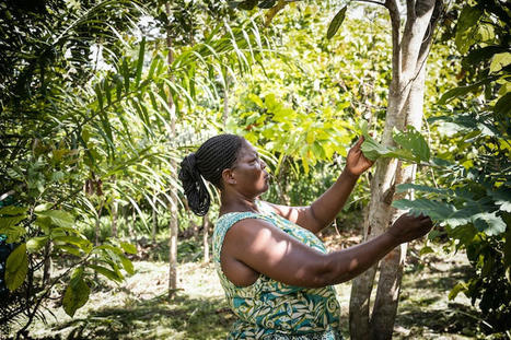 Fairtrade creates human rights and environmental risk map revealing cocoa sector's key issues | Development Economics | Scoop.it