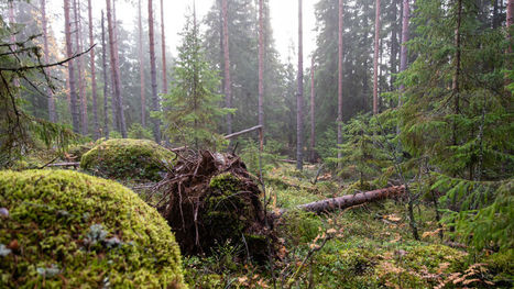 Tehometsätalous loi Suomeen jättimäisen uuden hiilivaraston – lähes kaksinkertaisti Suomen puuvarat 50 vuodessa | Yle Uutiset | yle.fi | 1Uutiset - Lukemisen tähden | Scoop.it