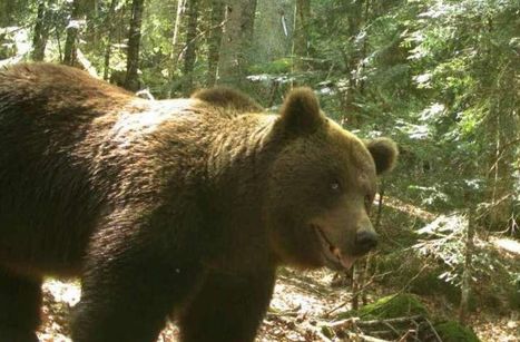 Cannellito, dernier descendant de la lign&eacute;e des ours pyr&eacute;n&eacute;ens - Le Parisien | Biodiversit&eacute; | Scoop.it