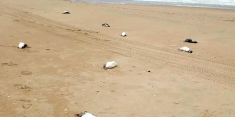 Around 2,000 penguins wash up dead on Uruguay coast - RawStory.com | Agents of Behemoth | Scoop.it