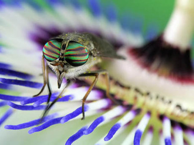 Fantastic Macro Insect Photography by Jim Hoffman | The Creative Commons | Scoop.it