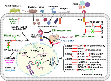 Regulatory Roles of Non-Coding RNAs in Balancing Plant Growth and Defence | PPL | RMH | Scoop.it
