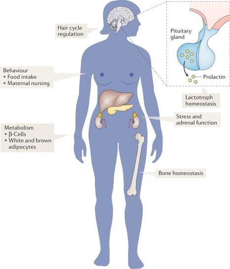 La prolactine n&rsquo;est pas que l&rsquo;hormone de la lactation | Life Sciences Universit&eacute; Paris-Saclay | Scoop.it