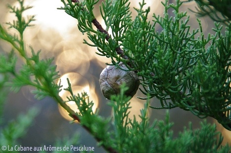 Cyprès de Provence (Cupressus sempervirens) | La Cabane aux Arômes | Scoop.it