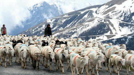 Nistos, Soulan, Lac d’Estaing : la transhumance fait son grand retour dans les Hautes-Pyrénées | Vallées d'Aure & Louron - Pyrénées | Scoop.it