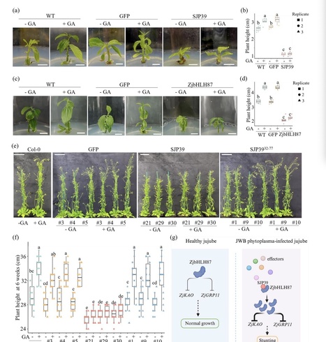 bioRxiv: A Witches’ Broom Phytoplasma effector induces stunting by stabilizing a bHLH transcription factor in plants (2024) | Publications from The Sainsbury Laboratory | Scoop.it