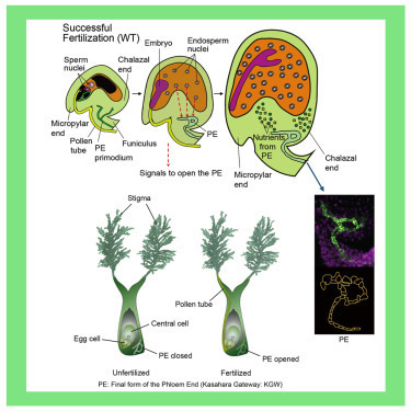 Fertilization-dependent phloem end gate regulates seed size | Plant and Seed Biology | Scoop.it