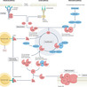 NeuroImmunology