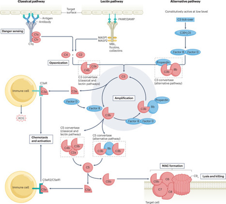 Role of complement and complement-targeted therapeutics in neurological diseases | Nature Reviews Neurology | NeuroImmunology | Scoop.it