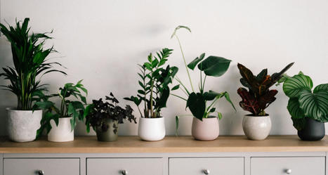 10 Best Indoor Plants for Low Light Spaces in Your Home | Best Home Decor  Maintenance Tips & More | Scoop.it