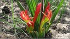 Amazing Nature: Plant has evolved a bird perch | No Such Thing As The News | Scoop.it