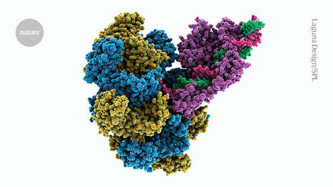 Powerful CRISPR system inserts whole gene into human DNA - Nature | Genetic Engineering Publications - GEG Tech top picks | Scoop.it
