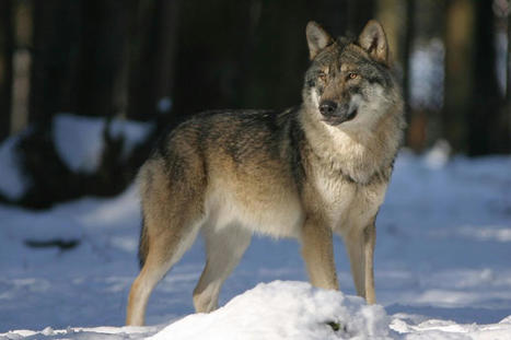 Somme : la présence d'un loup confirmée après l'attaque de plusieurs brebis chez un éleveur | Actualité Bétail | Scoop.it