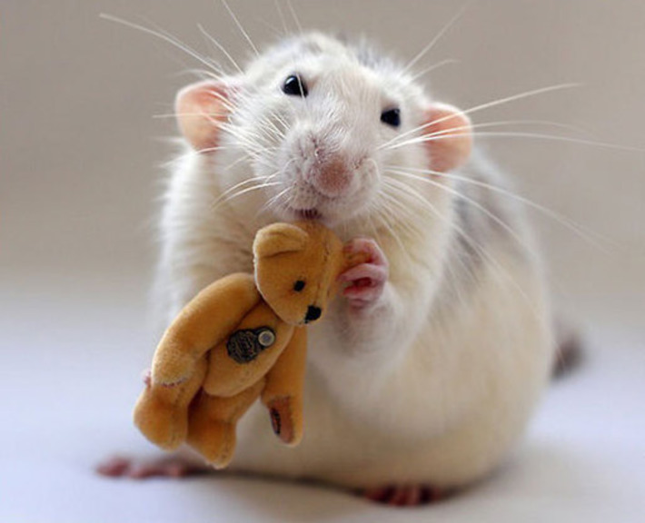 Two Women Take Adorable Pictures of Rats With Teddy Bears | Walking On Sunshine | Scoop.it