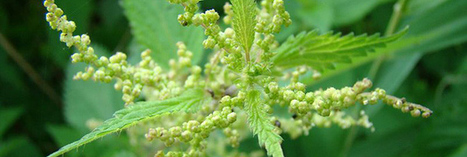 Purins : le S&eacute;nat reconna&icirc;t les pr&eacute;parations naturelles | Economie Responsable et Consommation Collaborative | Scoop.it