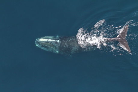 Right whales, already an endangered species, may face a dim future | Coastal Restoration | Scoop.it