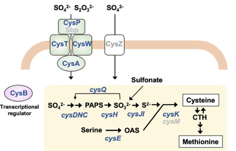 Sulphur-Acquisition Pathways for Cysteine Synthesis Confer a Fitness Advantage to Bacteria in Plant Extracts | emb | RMH | Scoop.it