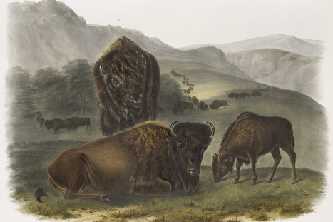 Arkansas Museum of Fine Arts exhibition highlights the art of conservation | Industry 411 - Waste Management | Scoop.it