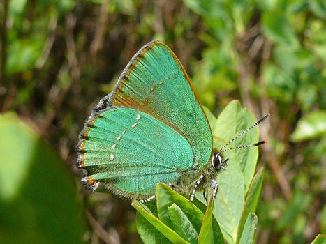 L’argus vert, un papillon en déclin, d'après les trois suivis de Vigie-Nature | EntomoNews | Scoop.it