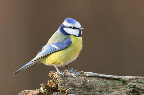 Les reflets des vitres peuvent les tuer : évitez les collisions d’oiseaux avec ces astuces ! | Environnement - Énergie | Scoop.it