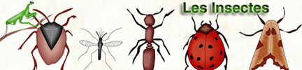 Dossiers d'archives Science de RFI : Les Insectes | Insect Archive | Scoop.it