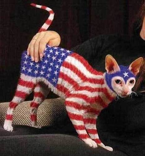 Patriotic cat - The Daily Weird: A New Weird Picture Every Day | Strange days indeed... | Scoop.it