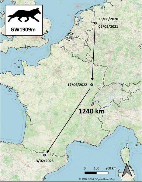 Un mouvement de dispersion d’un loup Canis lupus à très grande distance détecté grâce au suivi génétique en Europe occidentale - Le loup en France | Biodiversité | Scoop.it
