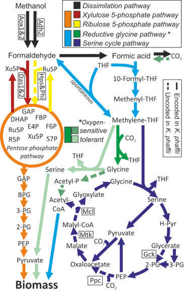 The oxygen-tolerant reductive glycine pathway assimilates methanol, formate and CO2 in the yeast Komagataella phaffii | NComm | RMH | Scoop.it