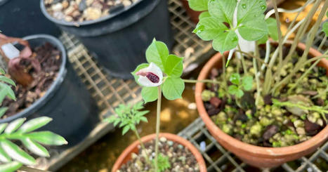 Villers-lès-Nancy. Au jardin botanique, le plus petit amorphophallus du monde fleurit aussi | veille territoriale | Scoop.it