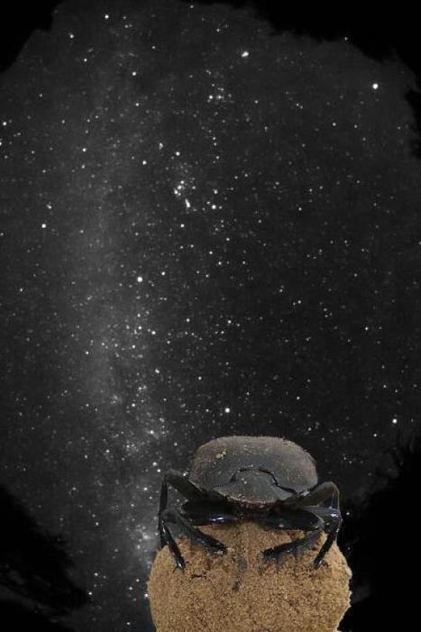 Des insectes utilisent les étoiles pour s'orienter : on a trouvé des bousiers qui suivaient la Voie Lactée ! | EntomoNews | Scoop.it