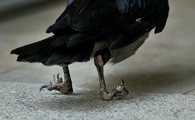 IL: P&auml;iv&auml;kodin pakastimesta l&ouml;ytyneet kuolleet varikset liittyiv&auml;t ty&ouml;ntekij&auml;n harrastukseen | 1Uutiset - Lukemisen t&auml;hden | Scoop.it