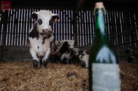 Le boeuf normand se laisse attendrir par du cidre | Pour innover en agriculture | Scoop.it