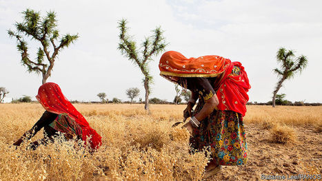 India&rsquo;s government claims to subsidise farmers, but actually hurts them - Slim pickings | SSSC Politics  Development | Scoop.it