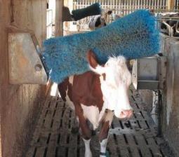 Une pétition pour le bien-être des vaches laitières | SCIENCES DE L' ANIMAL | Scoop.it