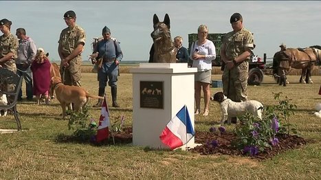 Un monument à Pozières en hommage aux animaux morts pendant la Grande Guerre - France 3 Hauts-de-France | Autour du Centenaire 14-18 | Scoop.it