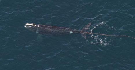 Entangled right whale spotted off New England; rescue attempt planned - CBS Boston | Soggy Science | Scoop.it