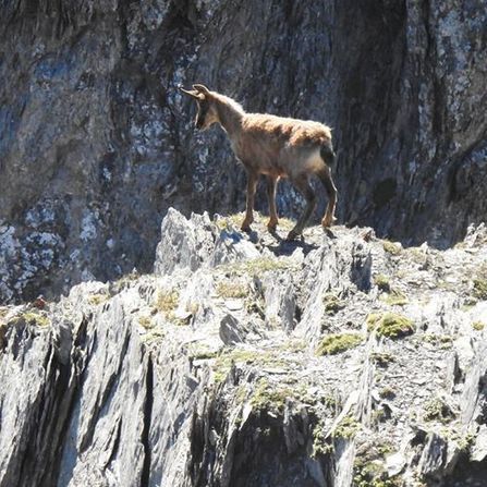 L'isarbizon | Vall&eacute;es d'Aure & Louron - Pyr&eacute;n&eacute;es | Scoop.it