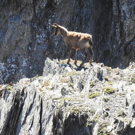 L'isarbizon | Vallées d'Aure & Louron - Pyrénées | Scoop.it